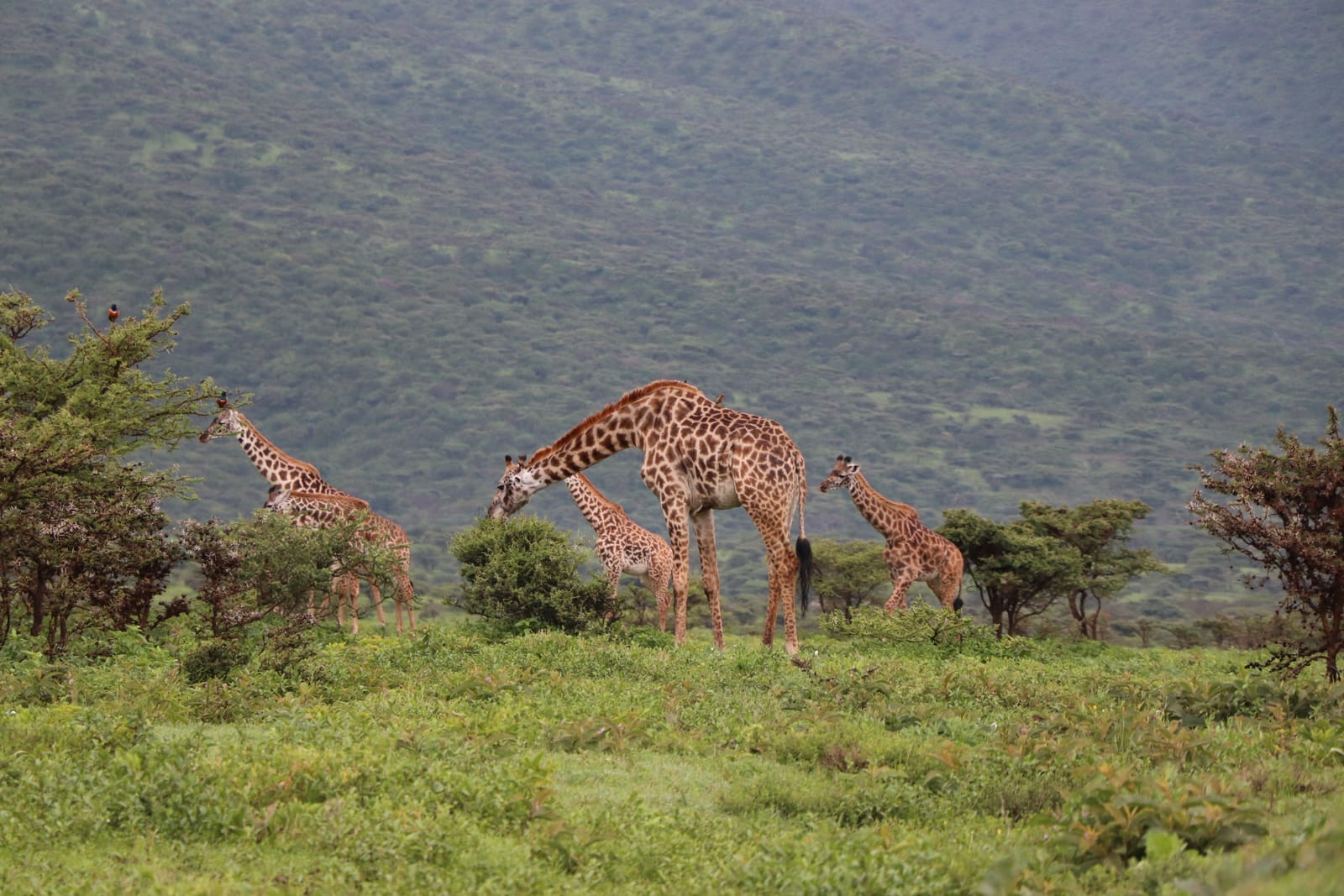 Arusha National Park