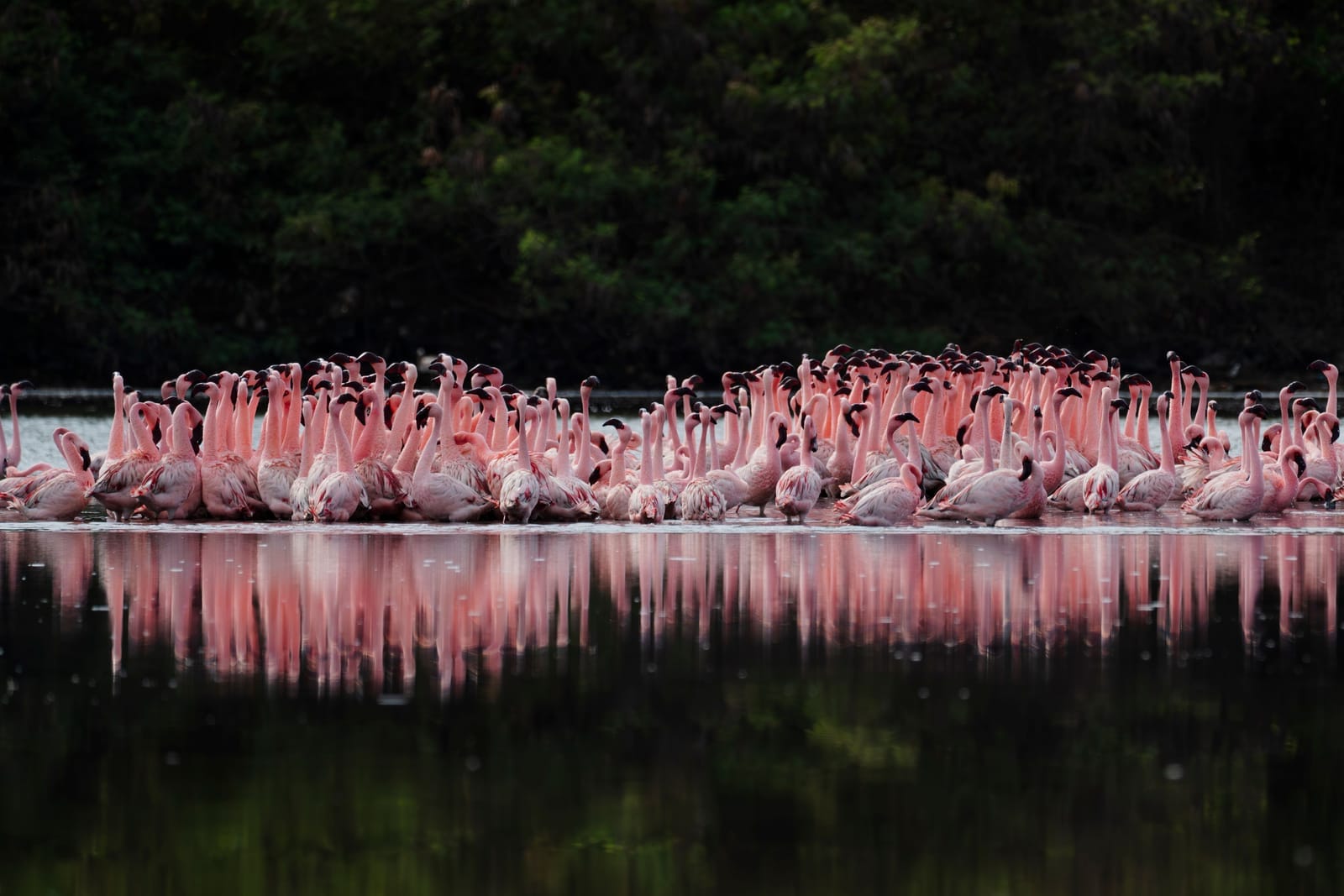 Lake Manyara National Park