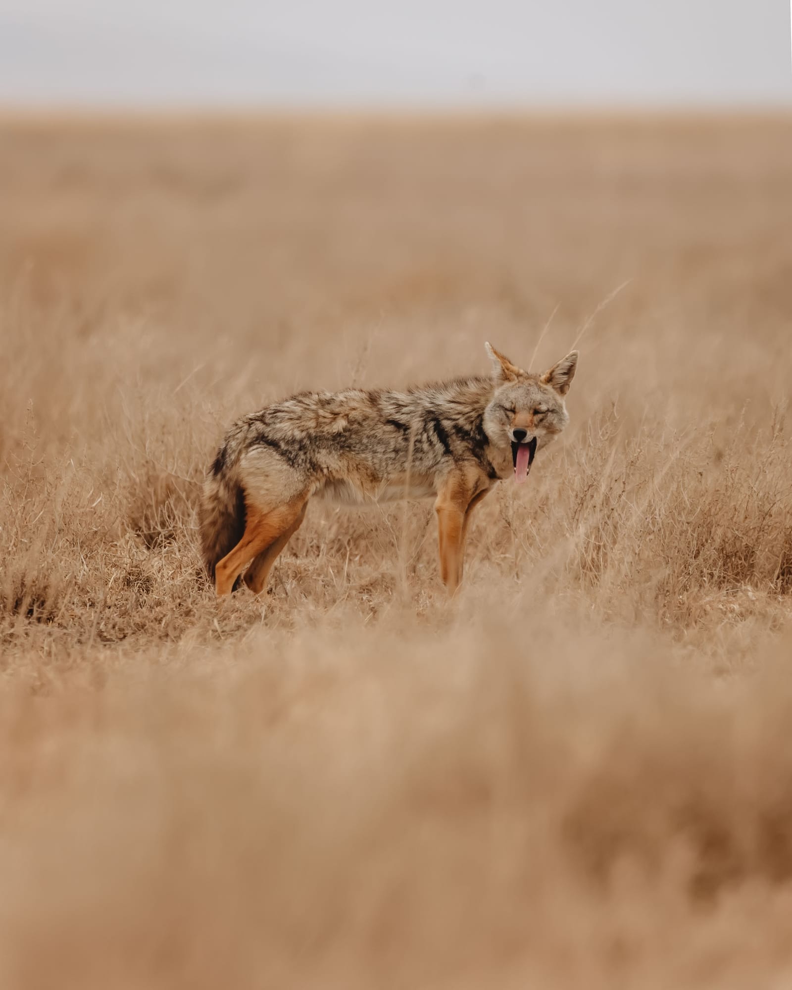 Mkomazi National Park