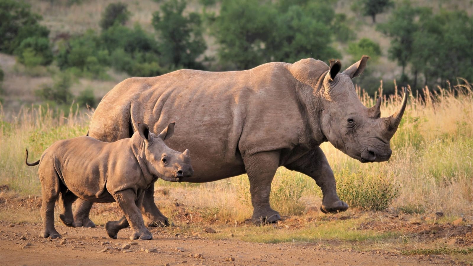 Ngorongoro Conservation Area