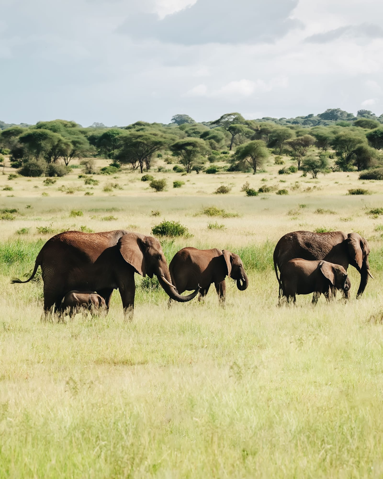 Tarangire National Park