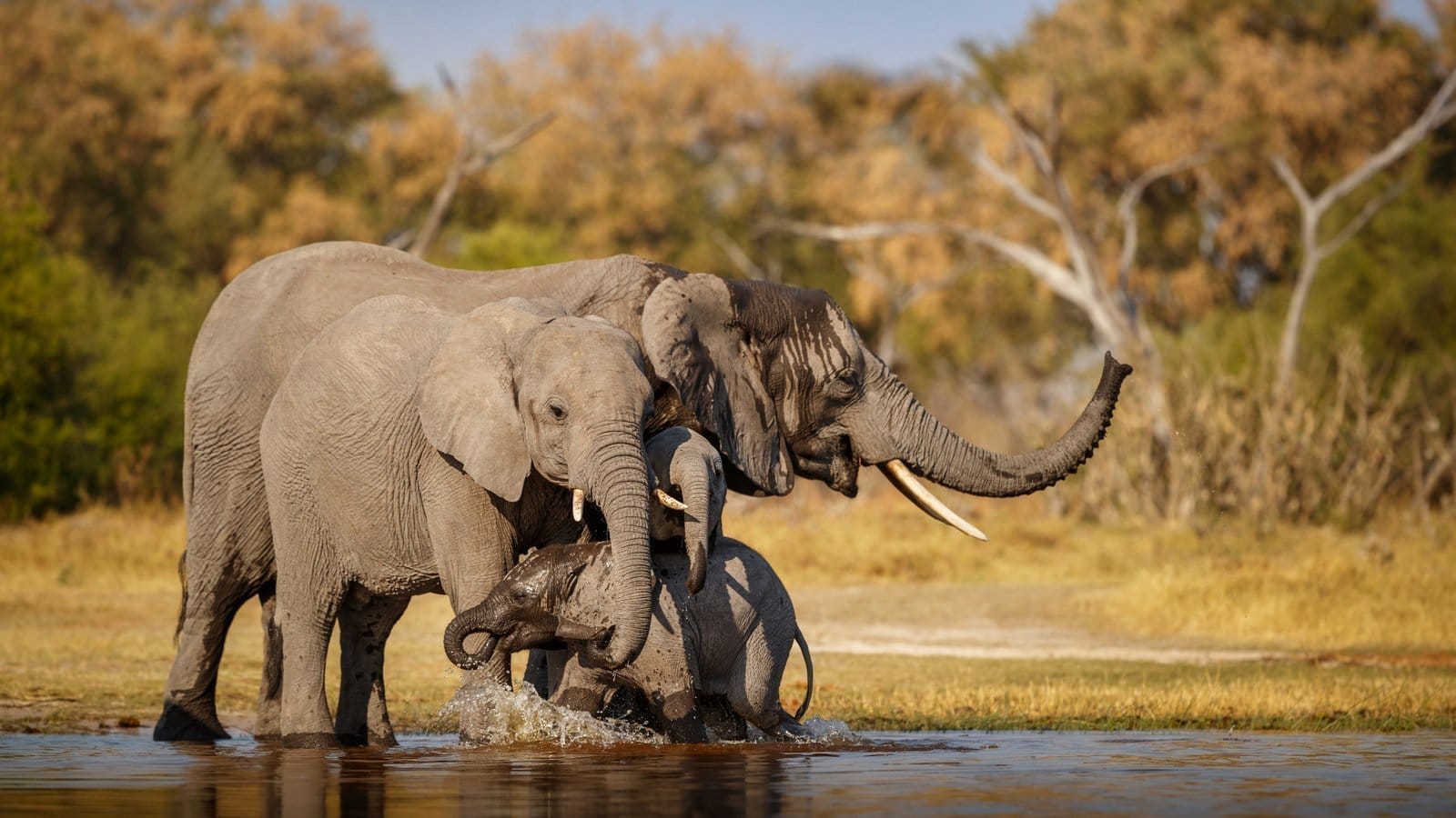 A herd of elephants at a river at dawn